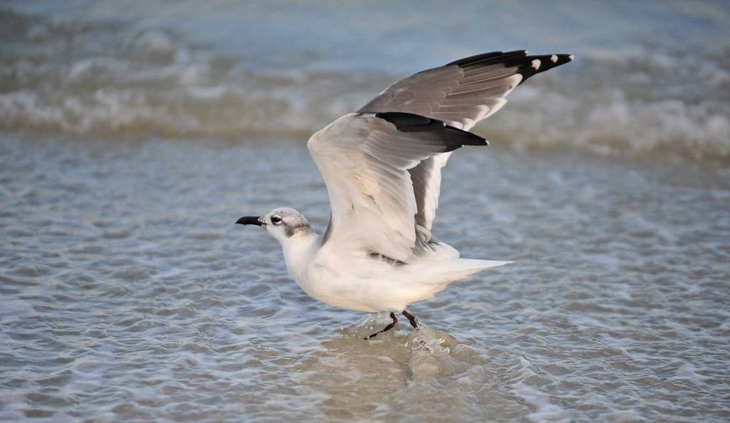 Laughing Gull (Leucophaeus atricilla) winter plumage by warriorwoman531 is licensed under CC BY-ND 2.0.